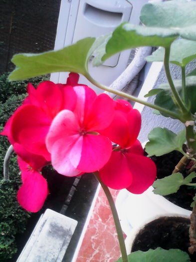 IMG_20160412_150934; Zonala
