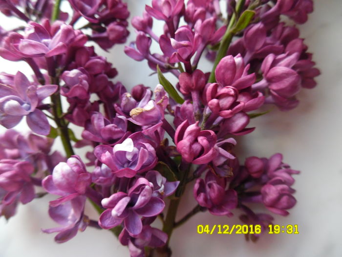 nr 3 liliac grena flori batute si duble - Liliac Syringa colectie