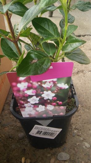 Viburnum tinus