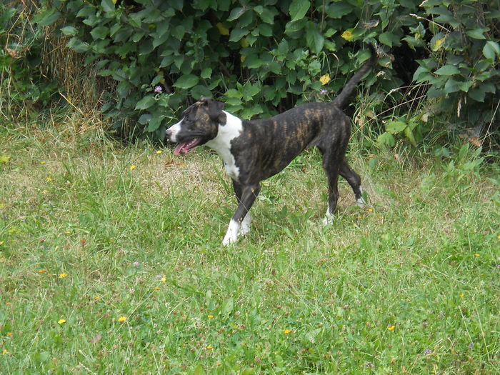 DSCN2101 - catelusa amstaff Tora