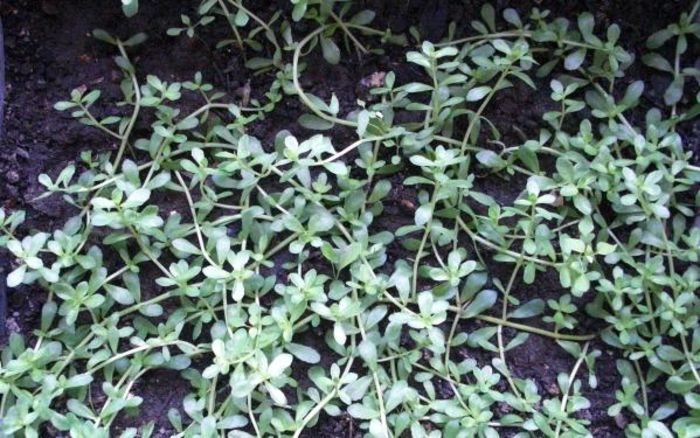 Brahmi - planta creierului - Brahmi