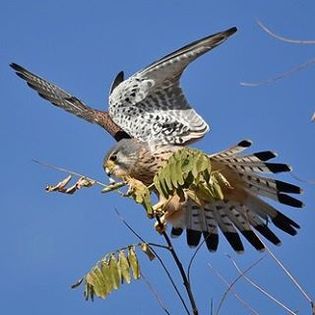 11261785_938854382860669_1863343329_n