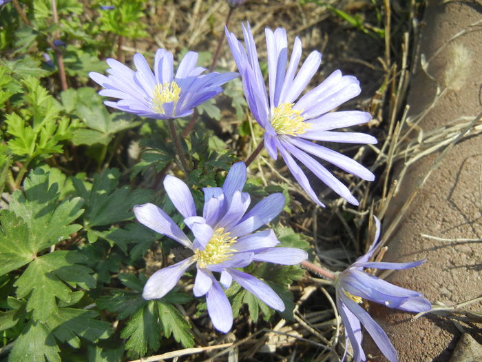 Anemone Blue Shades (2016, April 03) - Anemone Blue Shades