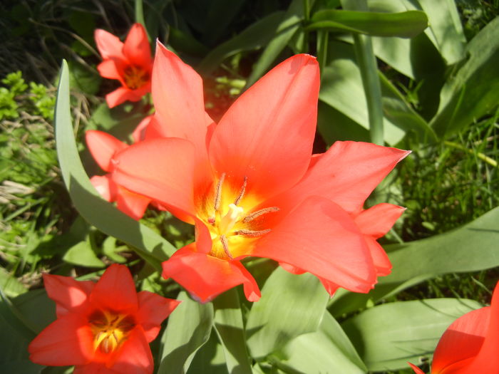 Tulipa Toronto (2016, April 03)