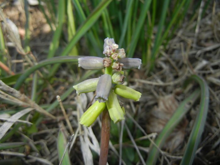 Muscari Golden Fragrance (2016, Apr.03)