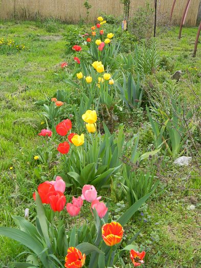 Picture 3310 - 3 Gradina 2016