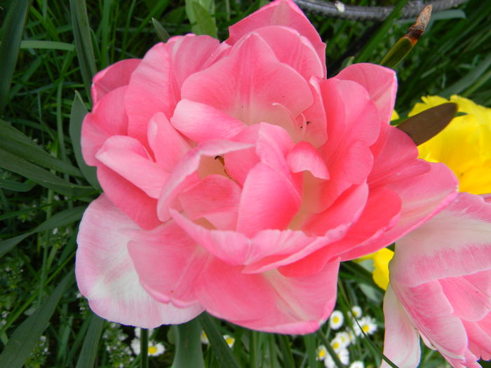 Peach blossom