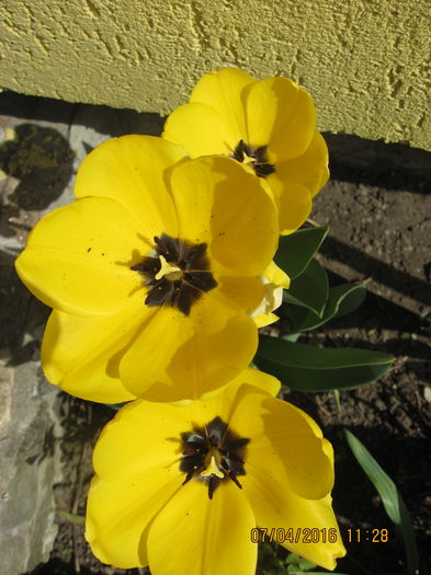Picture 5778 - Flori de gradina 2015-2018