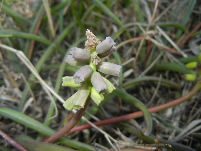 Muscari Golden Fragrance (2016, Apr.03)