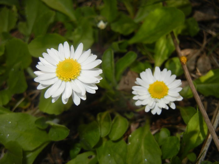 Bellis perennis (2016, April 03)