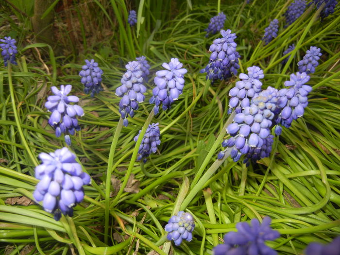 Muscari armeniacum (2016, April 03)