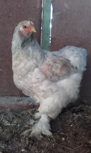 20160413_084030; 100 lei
