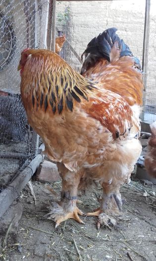 20160413_085043; 120 lei
