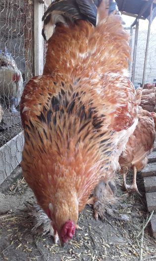 20160413_085108; 120 lei
