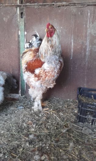 20160413_085335; 100 lei
