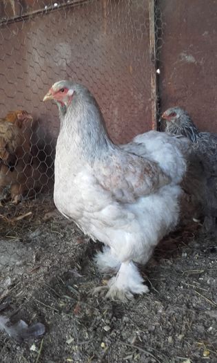 20160413_085400; 100 lei
