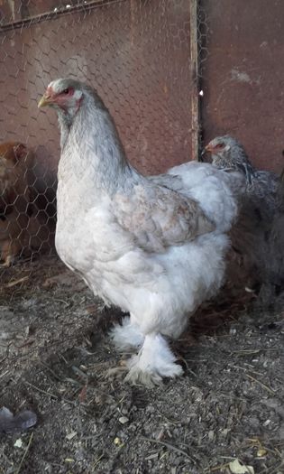 20160413_085402; 100 lei
