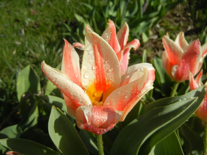 Tulipa Quebec (2016, April 04)