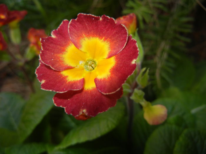 Primula polyanthus Red (2016, April 05) - Primula polyanthus Red