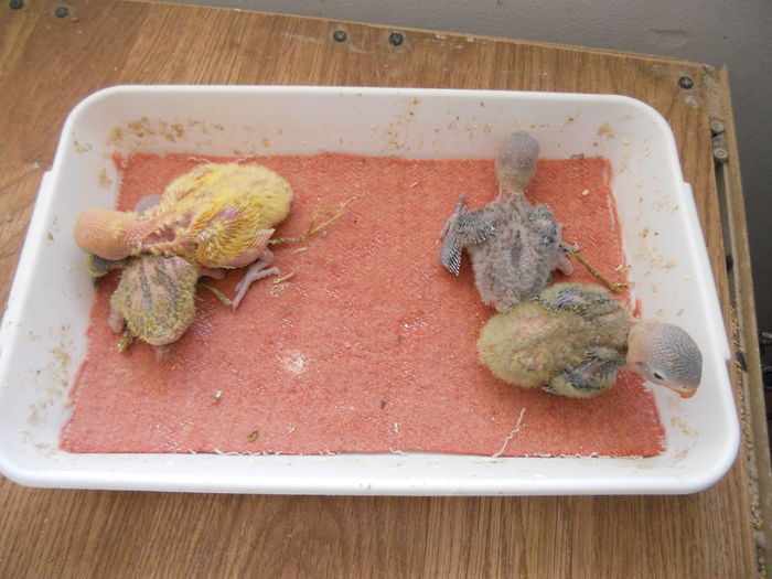 AGAPORNIS FISHER MARTIE 2016