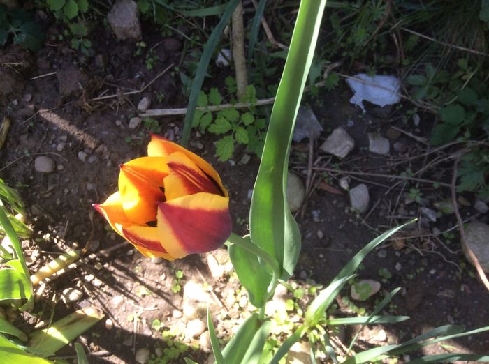 image - plante de gradina
