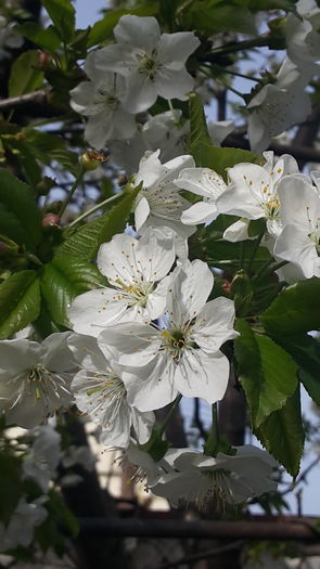 20160406_171742 - aprilie 2016