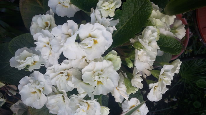 20160405_104131 - aprilie 2016