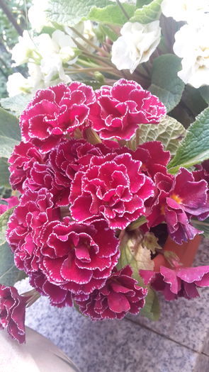 20160405_104125 - aprilie 2016