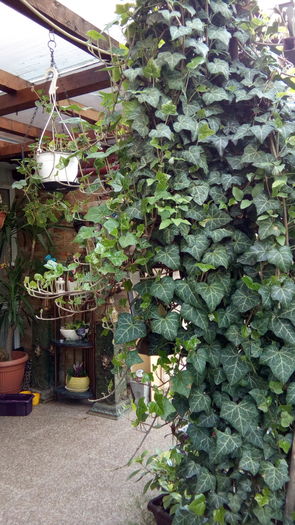 IMG_20160412_181714 - aprilie 2016