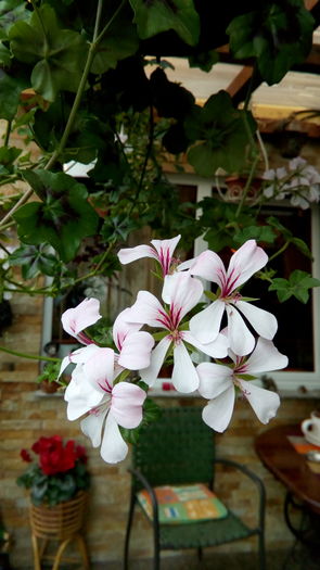 IMG_20160412_181446 - aprilie 2016