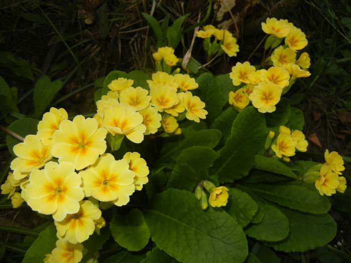 Primula polyanthus Yellow (2016, Apr.05) - Primula polyanthus Yellow