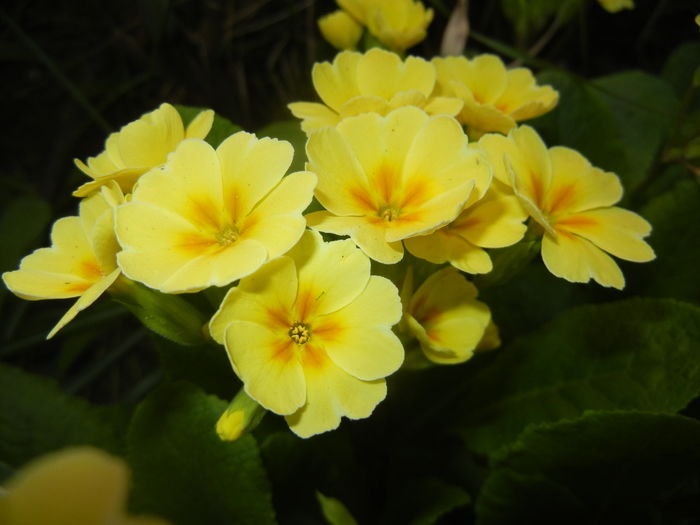 Primula polyanthus Yellow (2016, Apr.05)