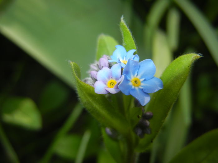 Myosotis alpestris (2016, April 03) Myosotis alpestris (2016, April 03)