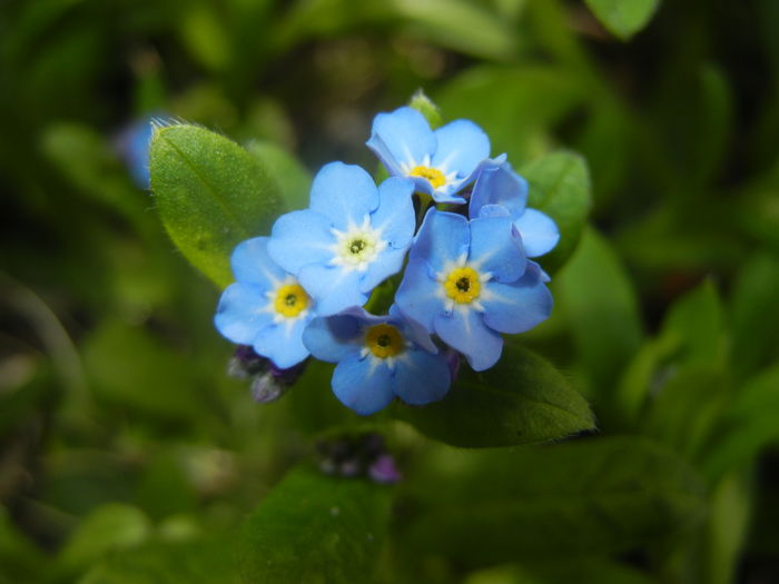 Myosotis alpestris (2016, April 03)