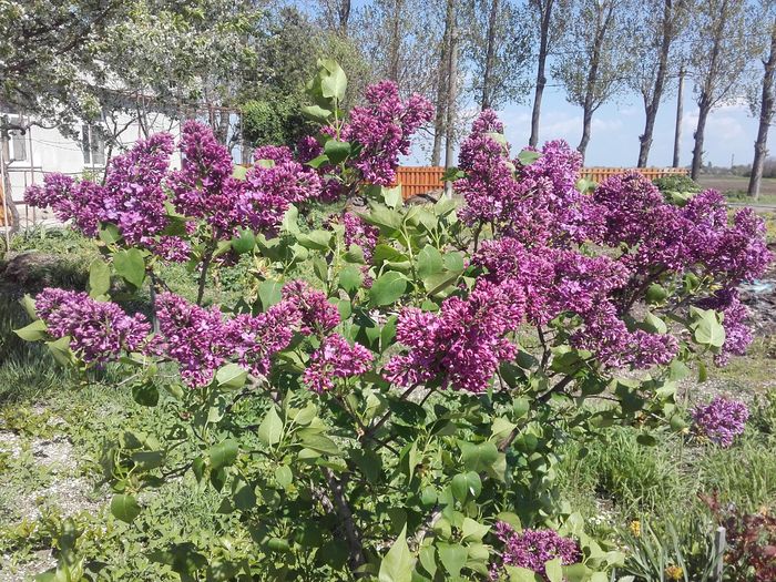 20160413_142558 - ALTE FLORI
