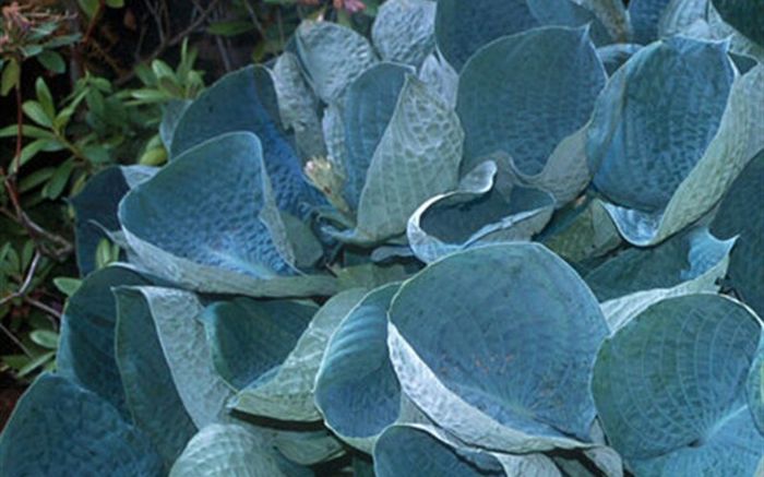 HOSTA-Abiqua-Drinking-Gourd - ALTE NOUTATI IN GRADINA MEA