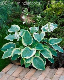 Hosta American Halo (2)