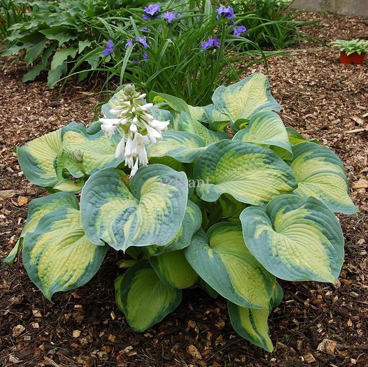 hosta_color_glory - ALTE NOUTATI IN GRADINA MEA