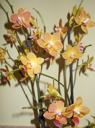  - 0 Zambetul florilor