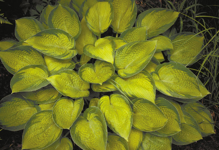 Hosta Inniswood