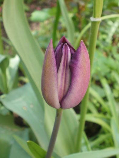 `Negrita` - Primavara 2016