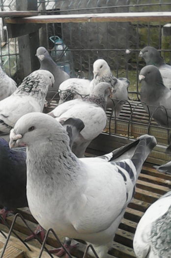 IMG_20160321_145259 - MASCULI-ALBASTRII-PT-2016