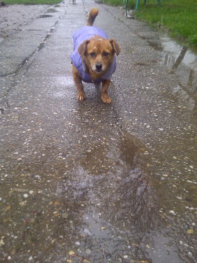 Dianei nu-i place ploaia. - Cateii mei iubiti