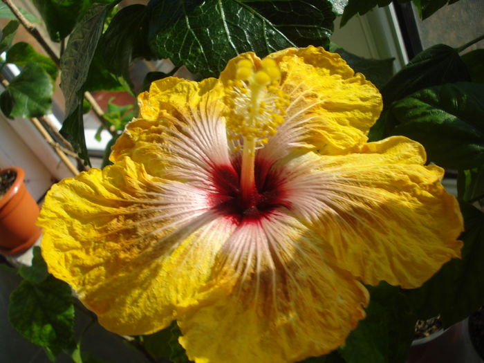 Tahitian Dragon - SEMINTE HIBISCUS