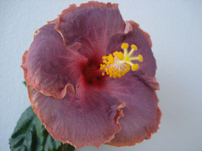 Gator Pride - SEMINTE HIBISCUS