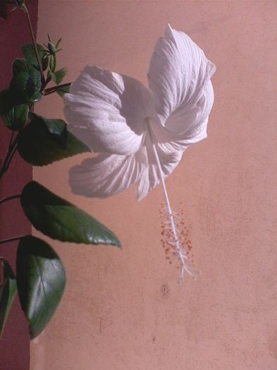 Dainty White - HIBISCUS DAINTY WHITE