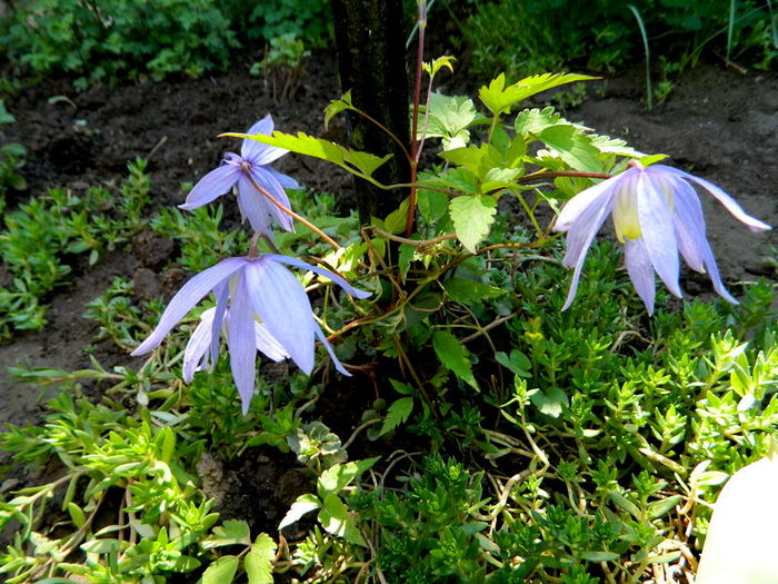 Clematis  cred ...Jackie