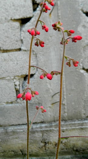 Flori de heuchera - Prier si florar