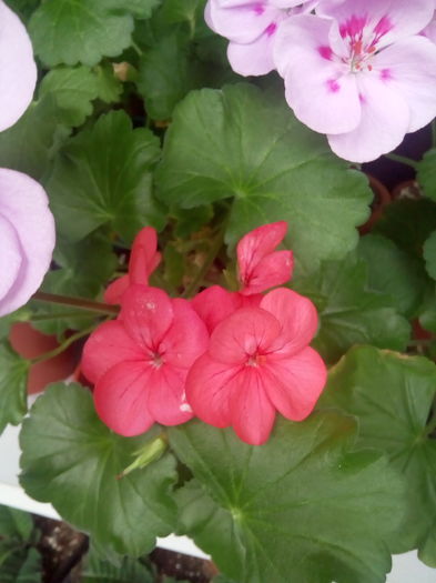 IMG_20160411_100337 - Muscate 2015-2016