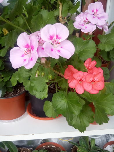 IMG_20160407_155331 (1) - Muscate 2015-2016